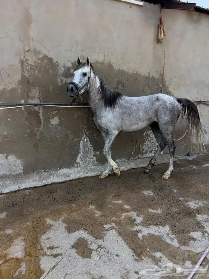 فرس عربيه منوه القاني للبيع 0