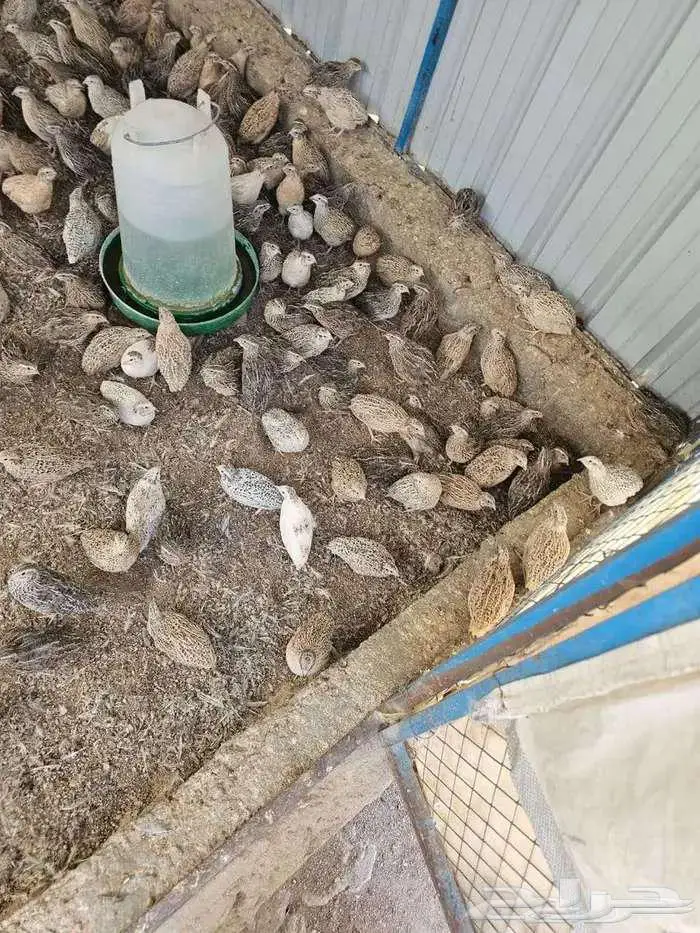 سمان للاحم للأكل شحم ولحم مذبوح جاهز 2