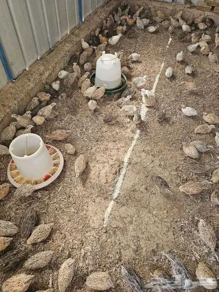 سمان للاحم للأكل شحم ولحم مذبوح جاهز 1
