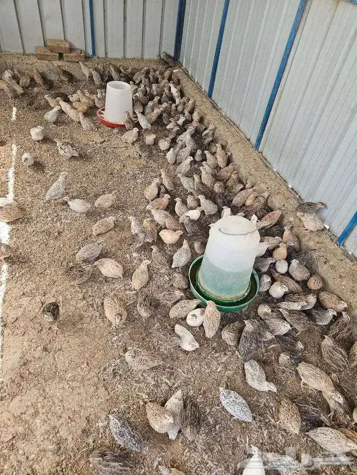 سمان للاحم للأكل شحم ولحم مذبوح جاهز 4