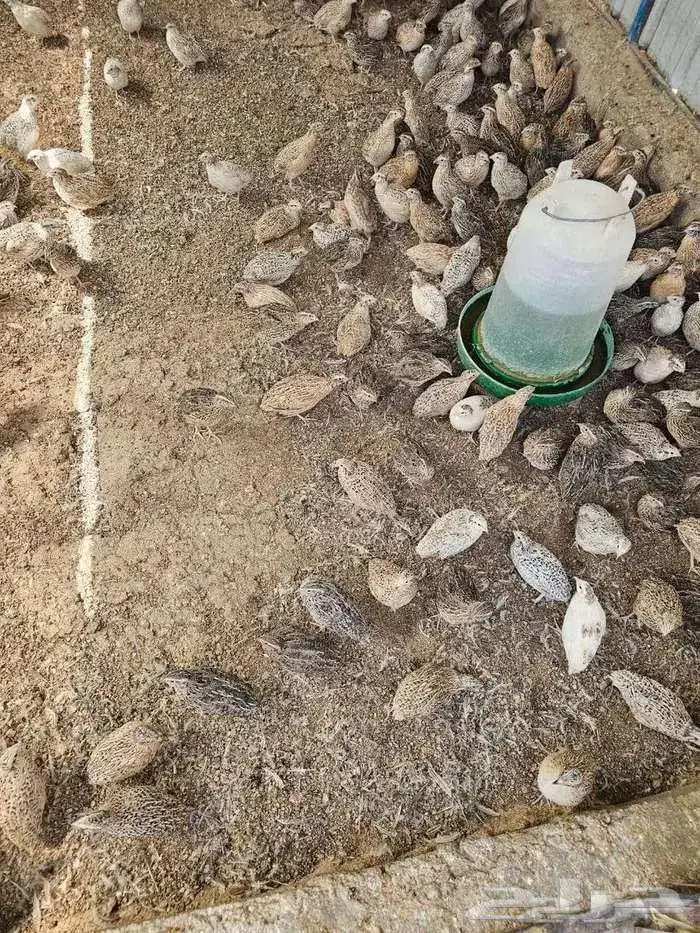 سمان للاحم للأكل شحم ولحم مذبوح جاهز 5