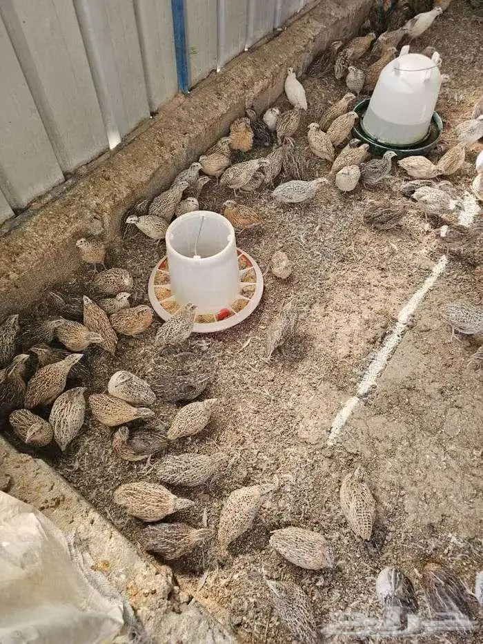 سمان للاحم للأكل شحم ولحم مذبوح جاهز 3