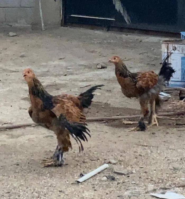 دجاج براهما 0