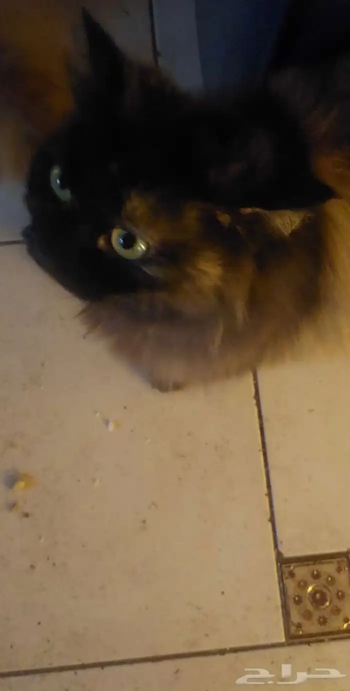 قطط للتبني 0