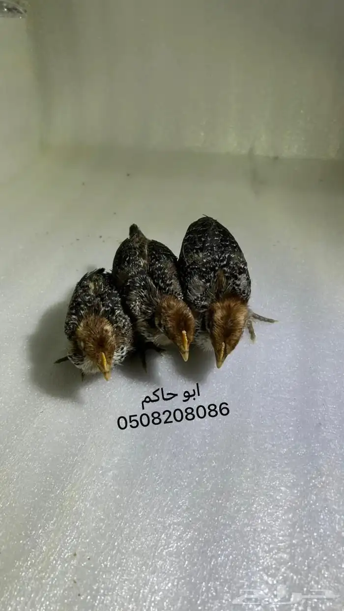 فروخ فيومي شبابي 4