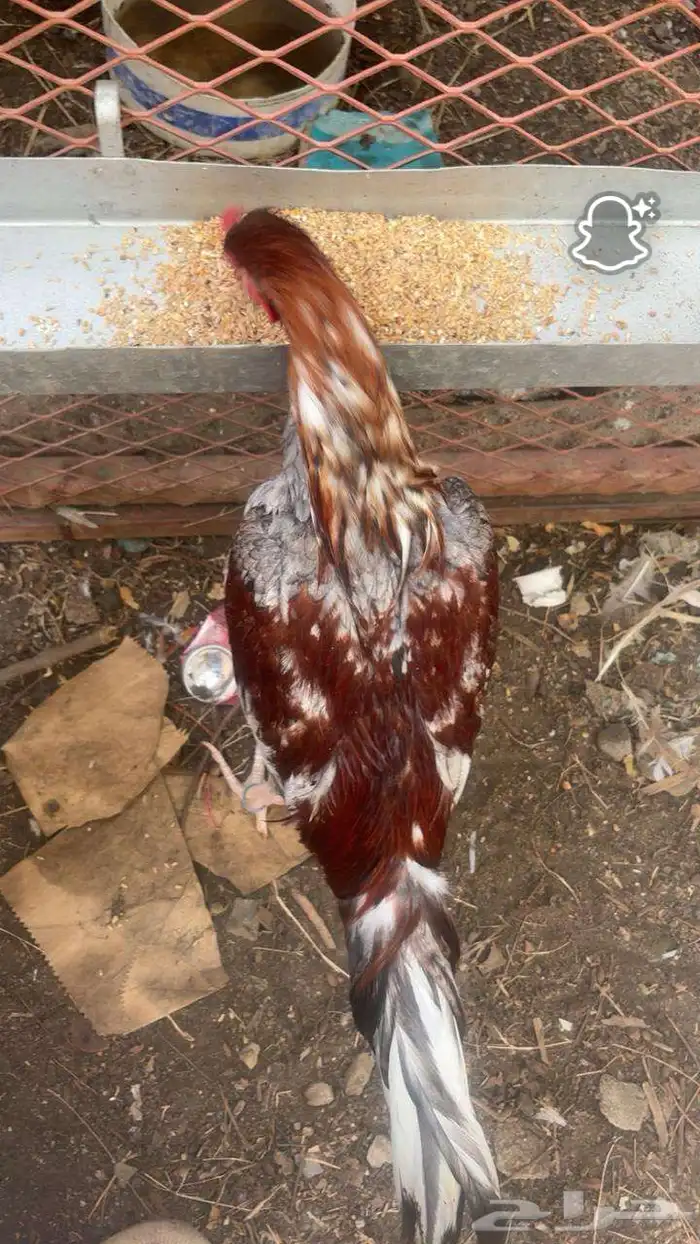 ديك سندي للبيع 0