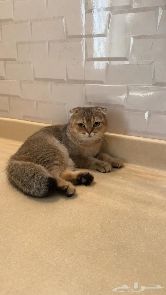 سكوتش فولد قولد 0