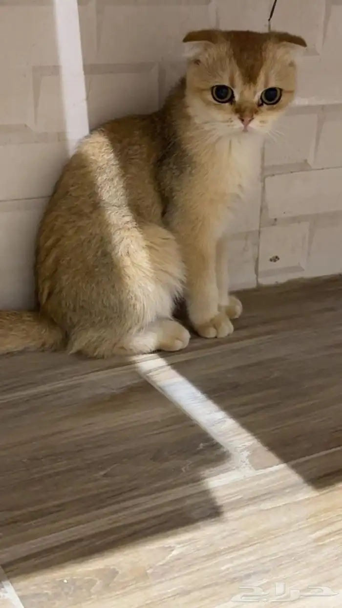 سكوتش فولد قولد 1