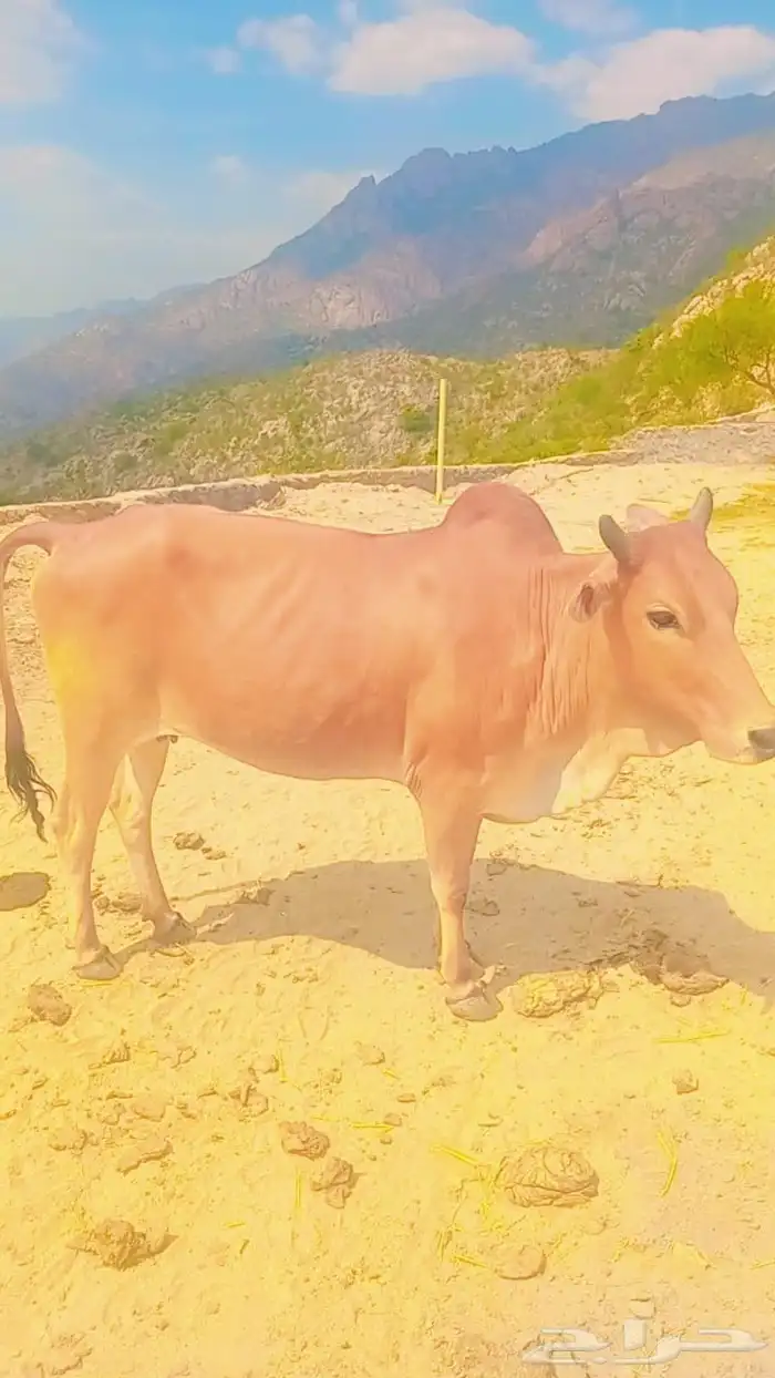 للبيع بقره اتوقع والعلم عند الله انها حايل 2