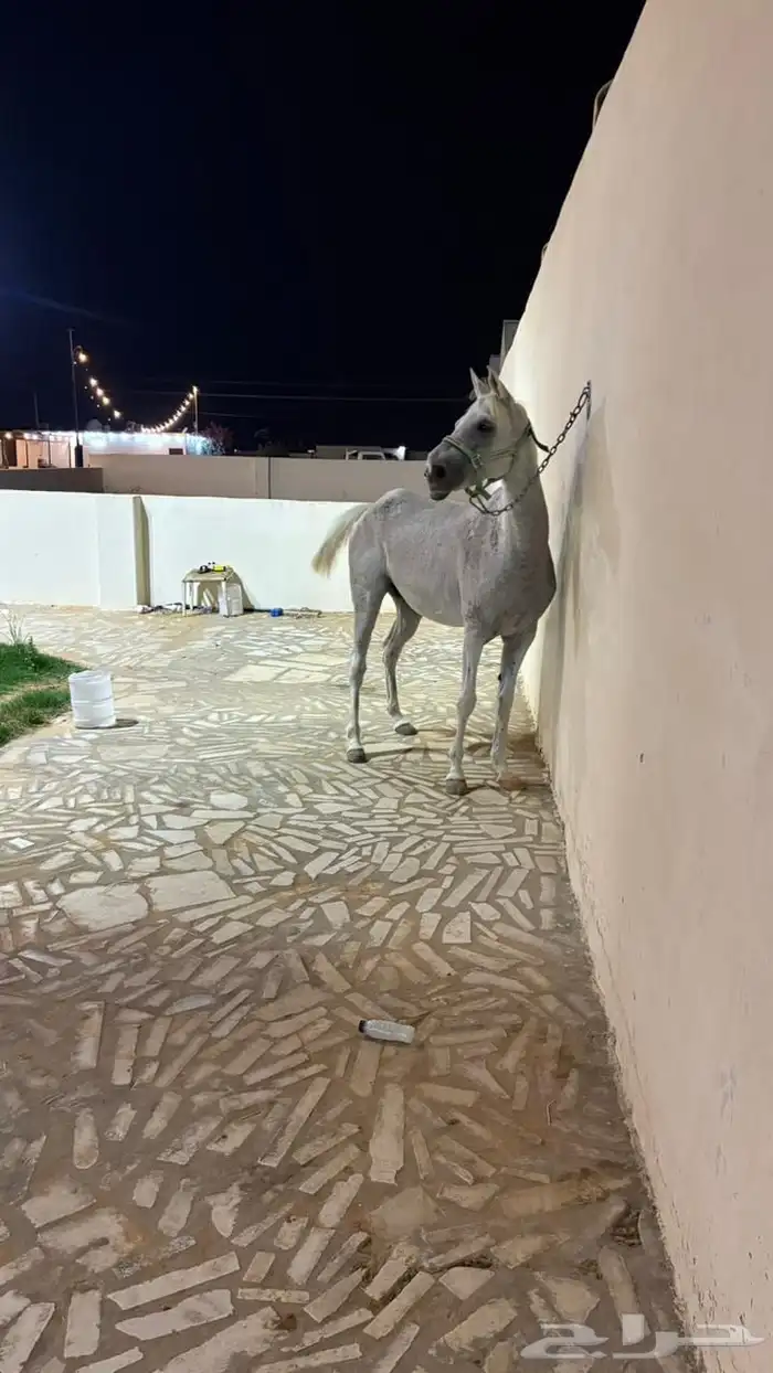 فرس شعبي لقاح للبيع 4