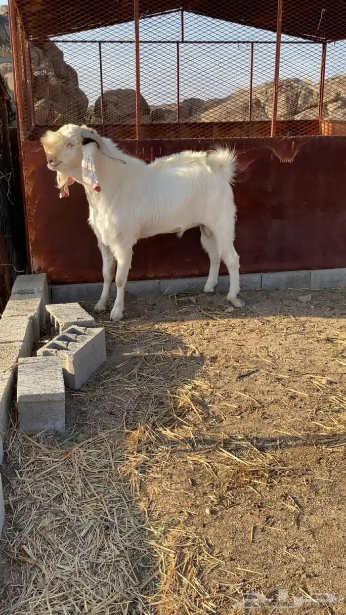 تيس فحل السن رباع 1