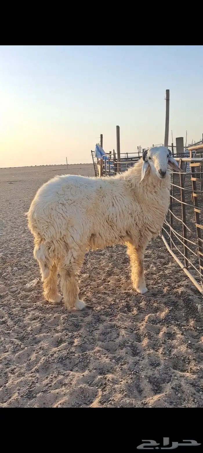 خروف حري صنف 0