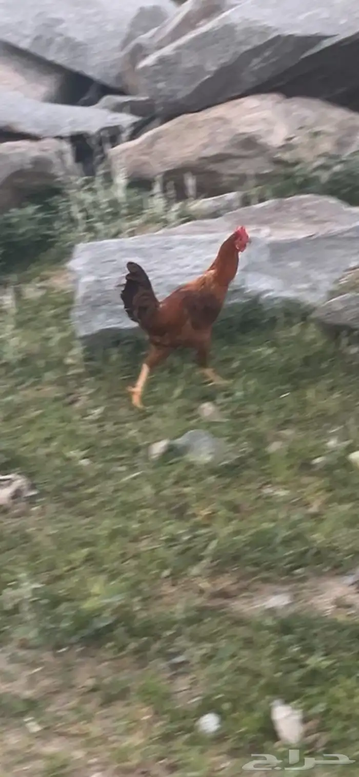دجاج ل البيع 3