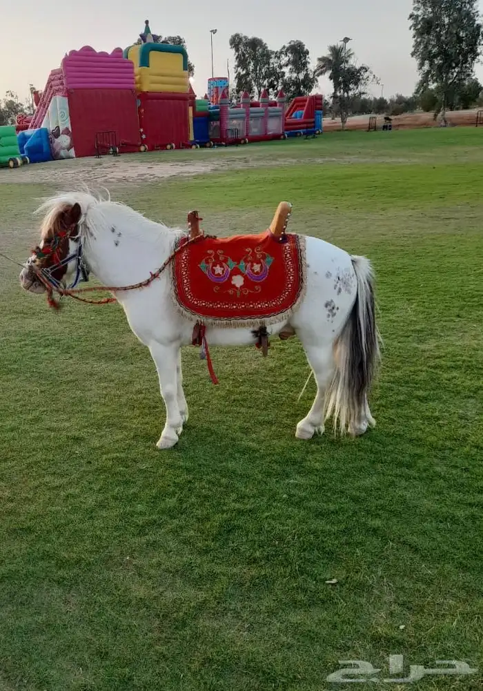 بوني خيل صغير ايجار 0