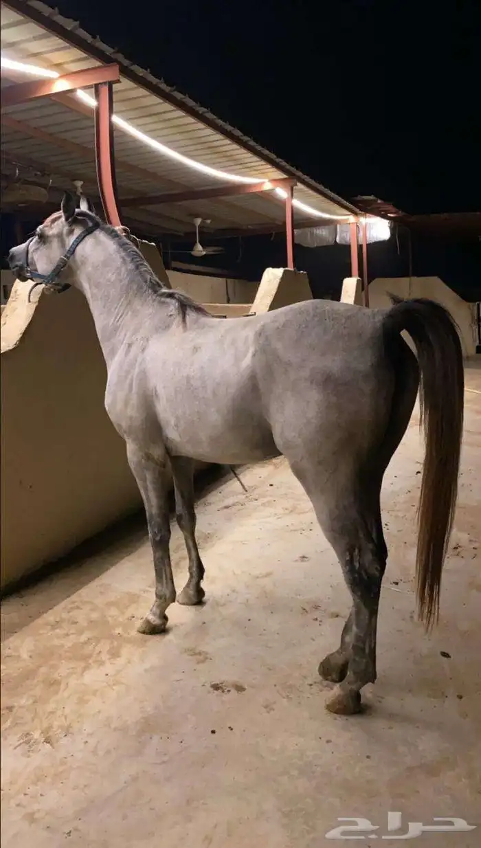 خيل عربي اوراق 1