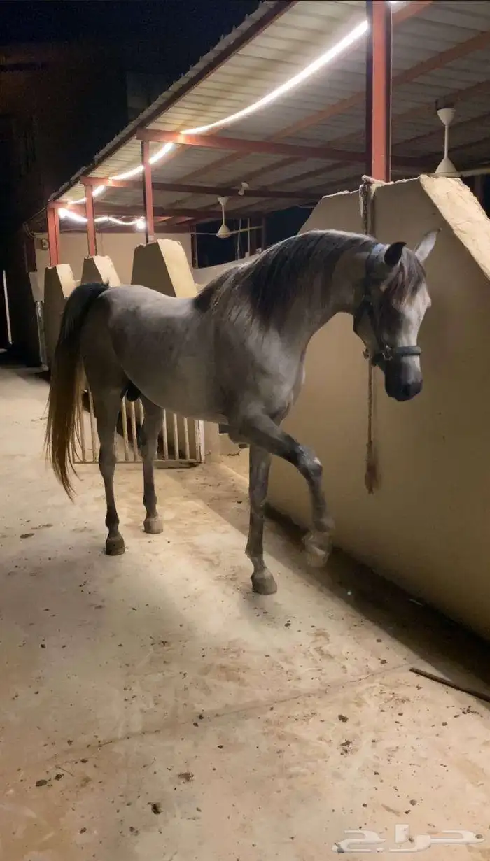 خيل عربي اوراق 0