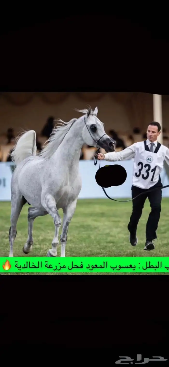 حصان واهو فاخر ويحمل دماء ابطل 7