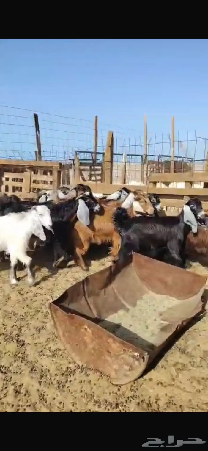 جفار منوة القناي 1