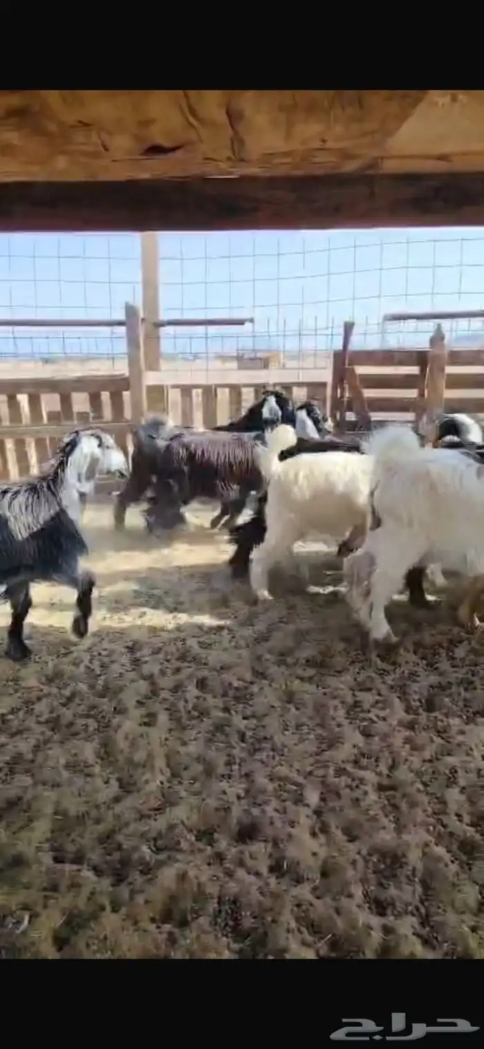 جفار منوة القناي 2