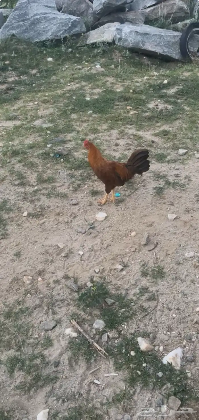 دجاج ل البيع 4