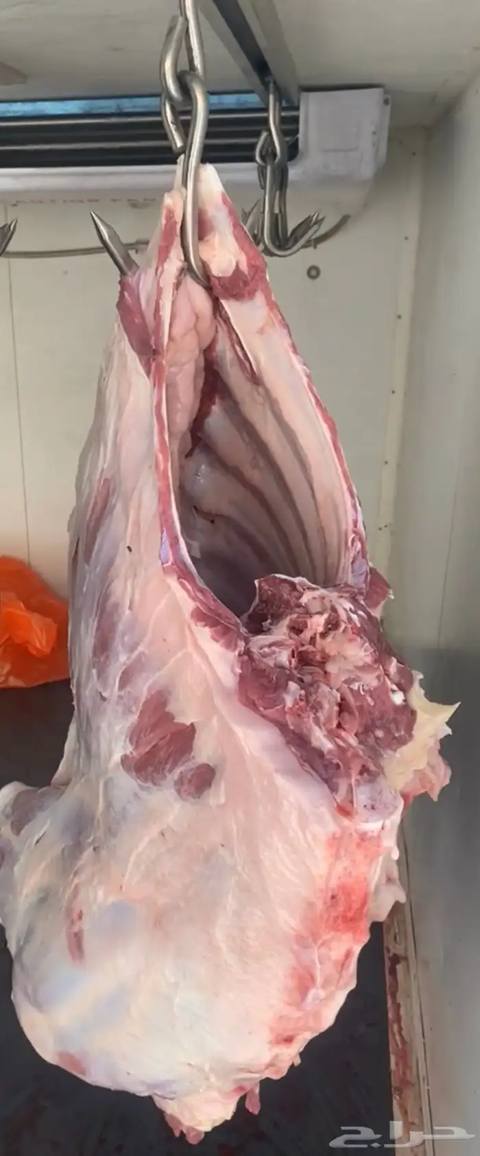 لحم حوار بلدي طازج بري 0