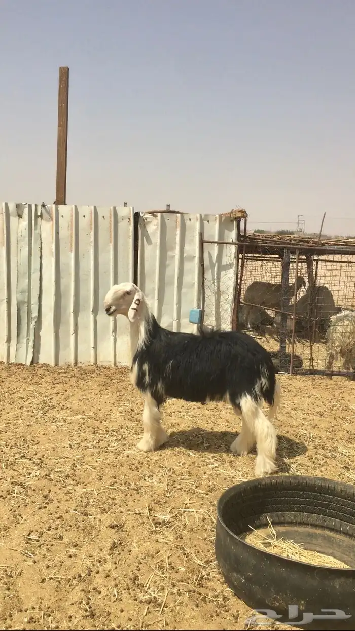 مشروع فحل نجدي صنف 7