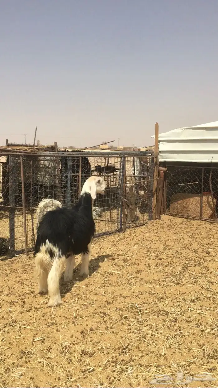 مشروع فحل نجدي صنف 0