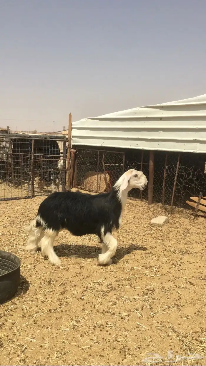 مشروع فحل نجدي صنف 2