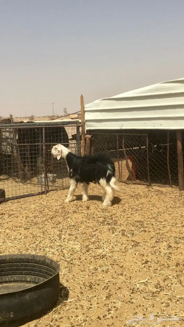 مشروع فحل نجدي صنف 14