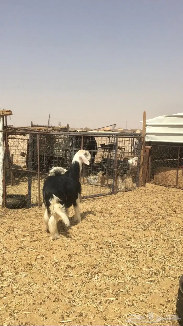 مشروع فحل نجدي صنف 3