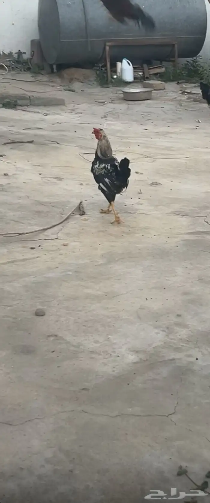 دجاج ل البيع 9