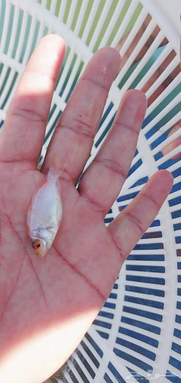 توفر و اخيرا زريعة بلطي احمر 3