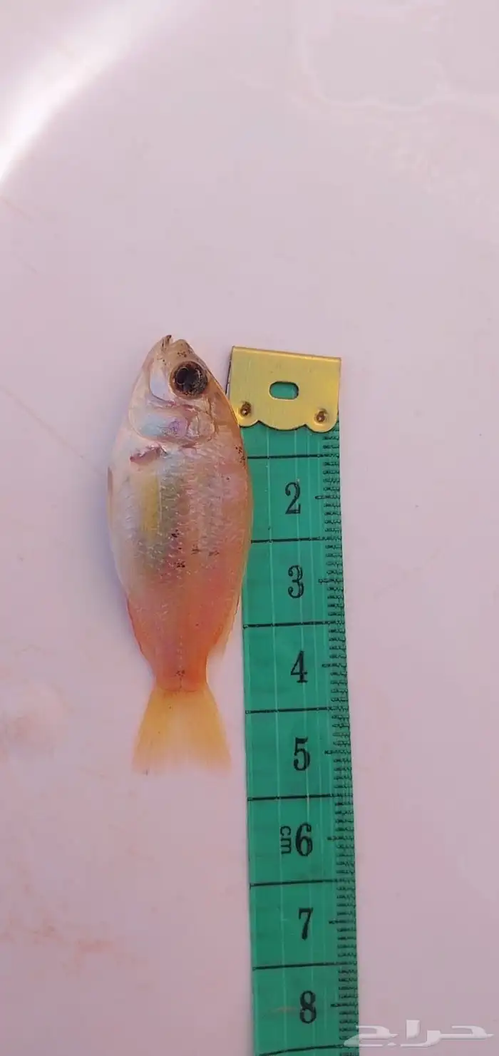 توفر و اخيرا زريعة بلطي احمر 0