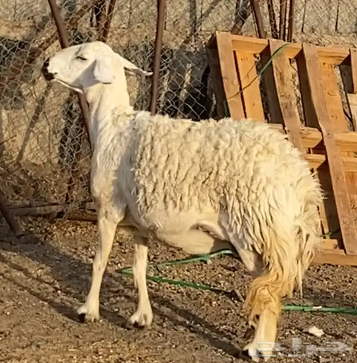 ضان حريات حرش ولد 1