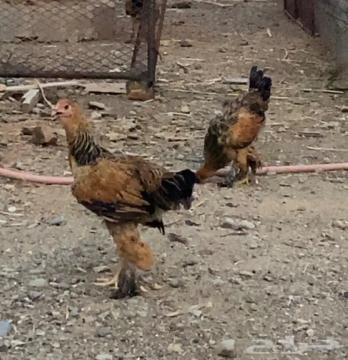 دجاج براهما 1