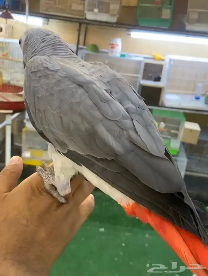 للبيع ببغاء كاسكو فرخ اليف جدا ومتكلم 2