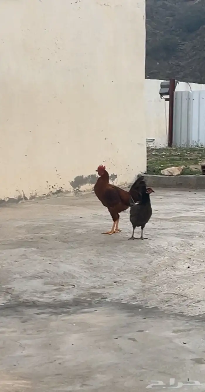 دجاج ل البيع 2