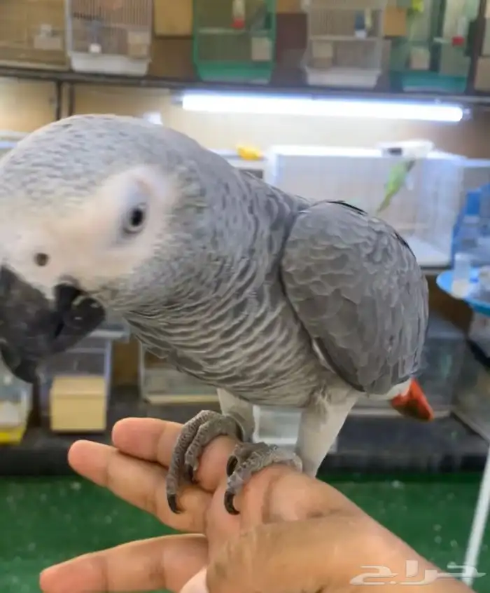 للبيع ببغاء كاسكو فرخ اليف جدا ومتكلم 4