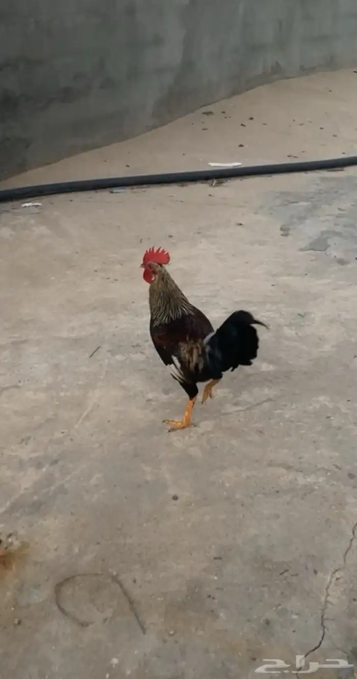 دجاج ل البيع 7