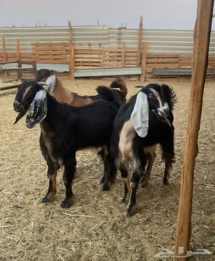 تيوس مخاصي جذعان ذبايح 1