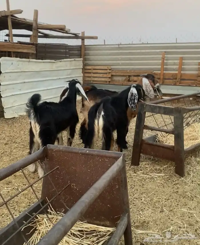 تيوس مخاصي جذعان ذبايح 2