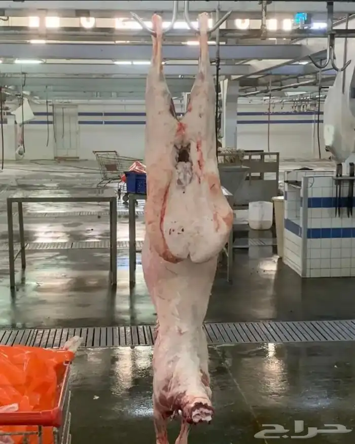 للبيع طليان بريه بلدي طيبه وسعر ممتاز 10