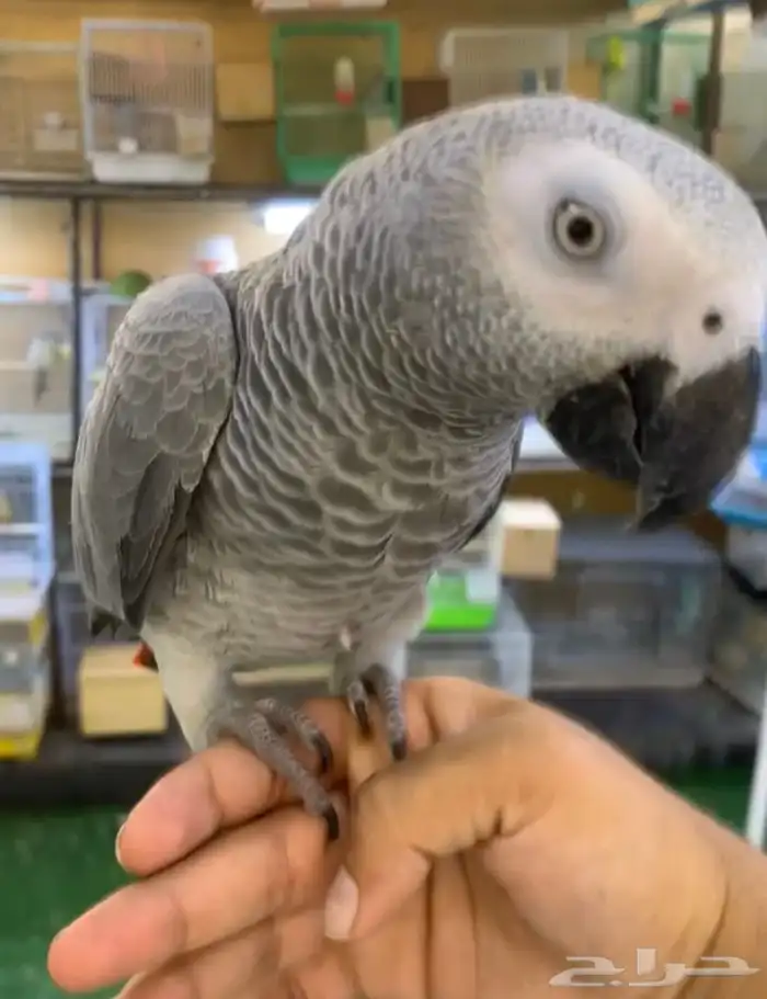 للبيع ببغاء كاسكو فرخ اليف جدا ومتكلم 3