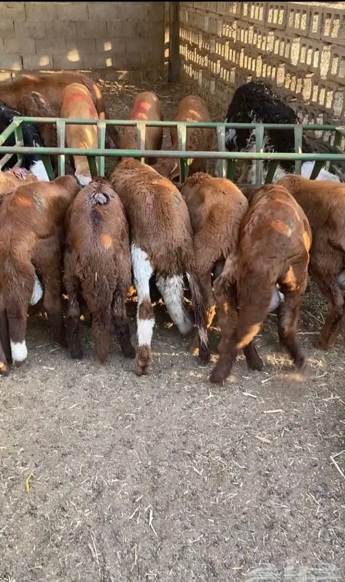 للبيع طليان بريه بلدي طيبه وسعر ممتاز 5