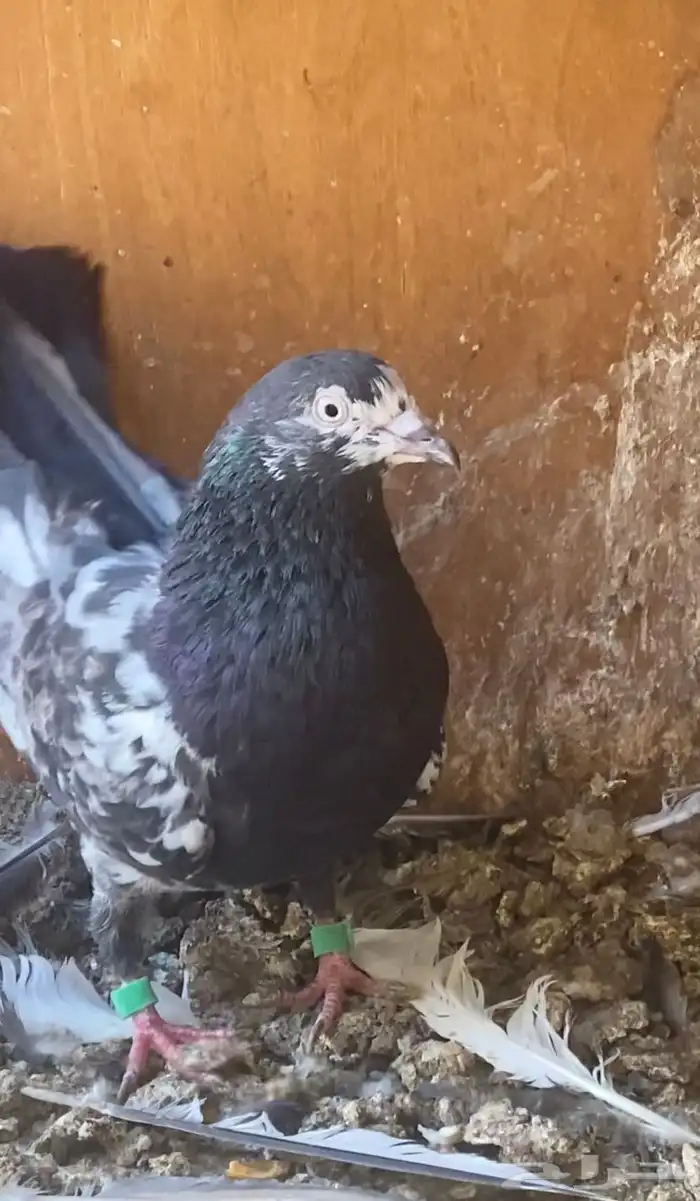 للبيع جوز تيدي 3