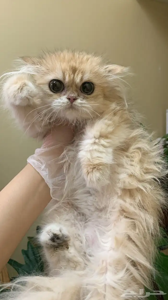 انثى برتش لونق هير للبيع 1