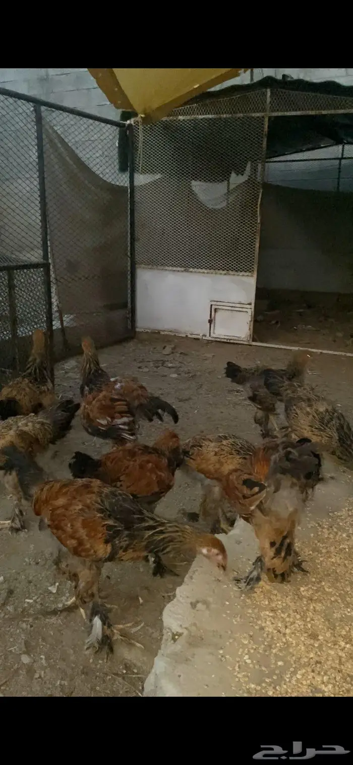 دجاج براهما 3