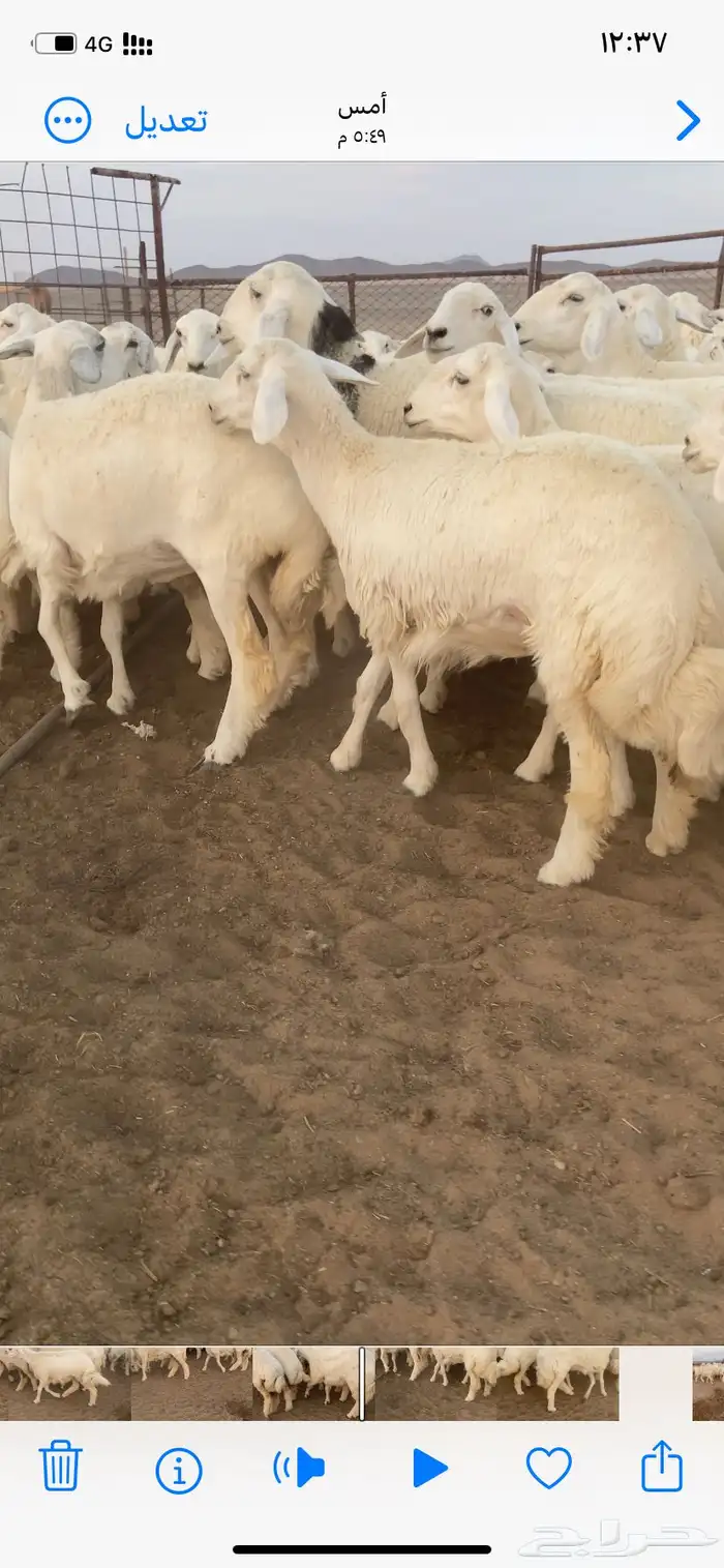 رخال مقاني صنف. 21