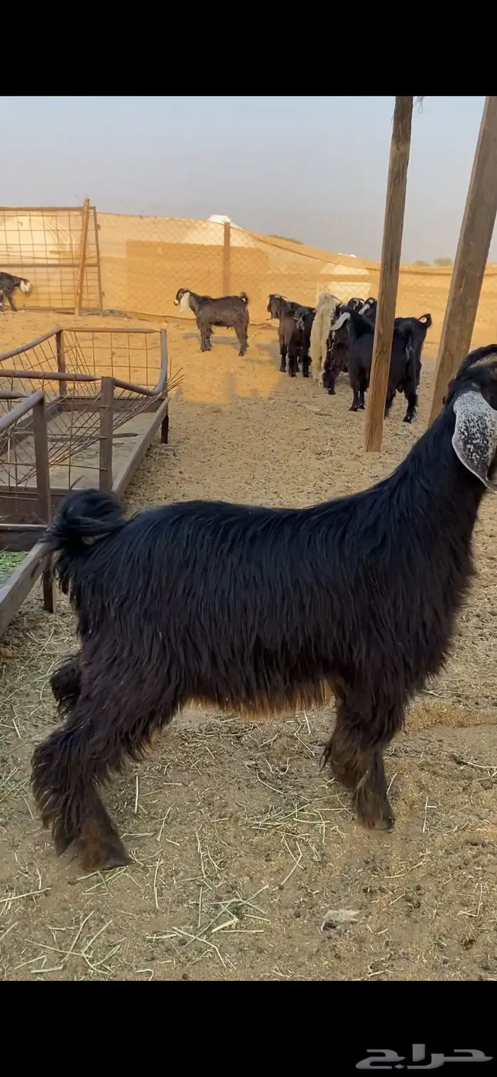 طليان وتيوس مراح وتربيه 1