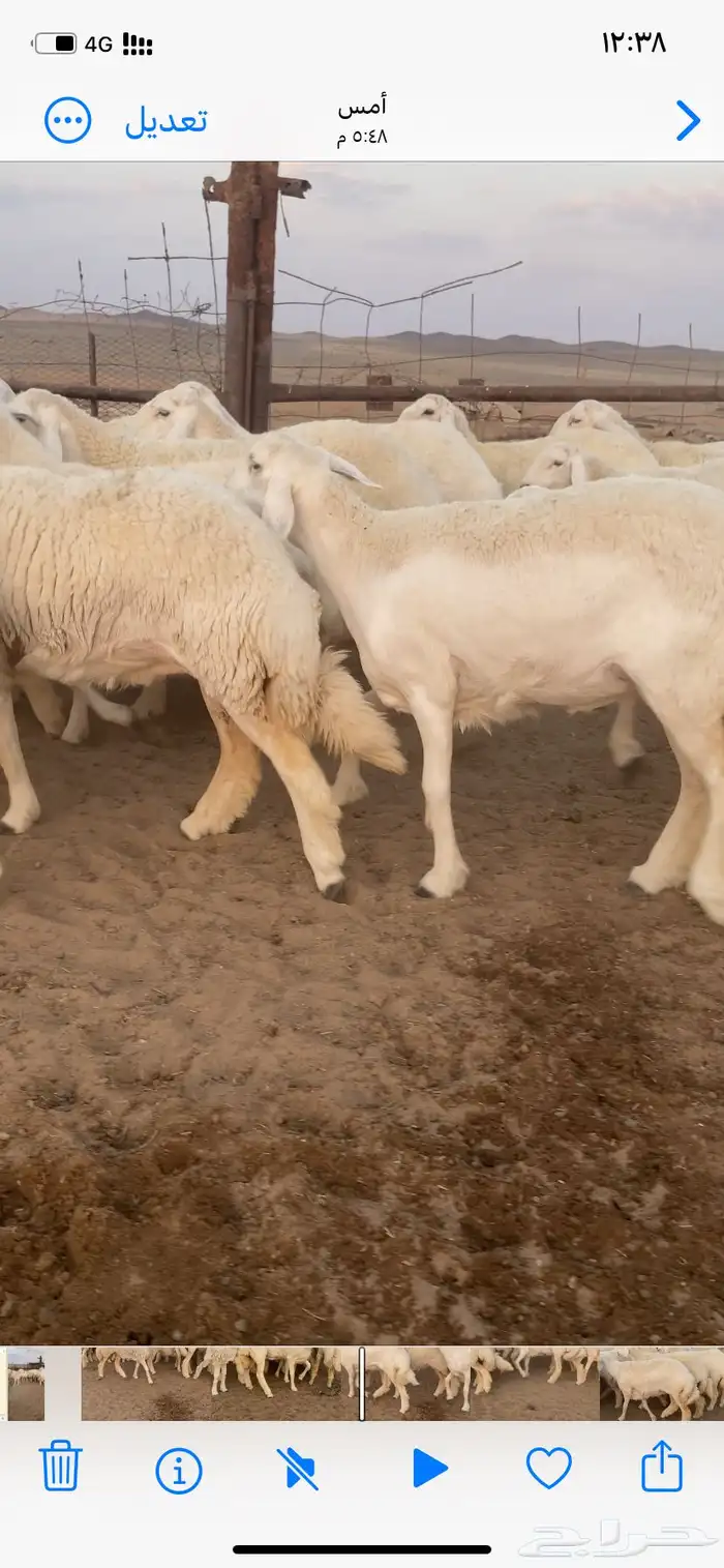 رخال مقاني صنف. 18